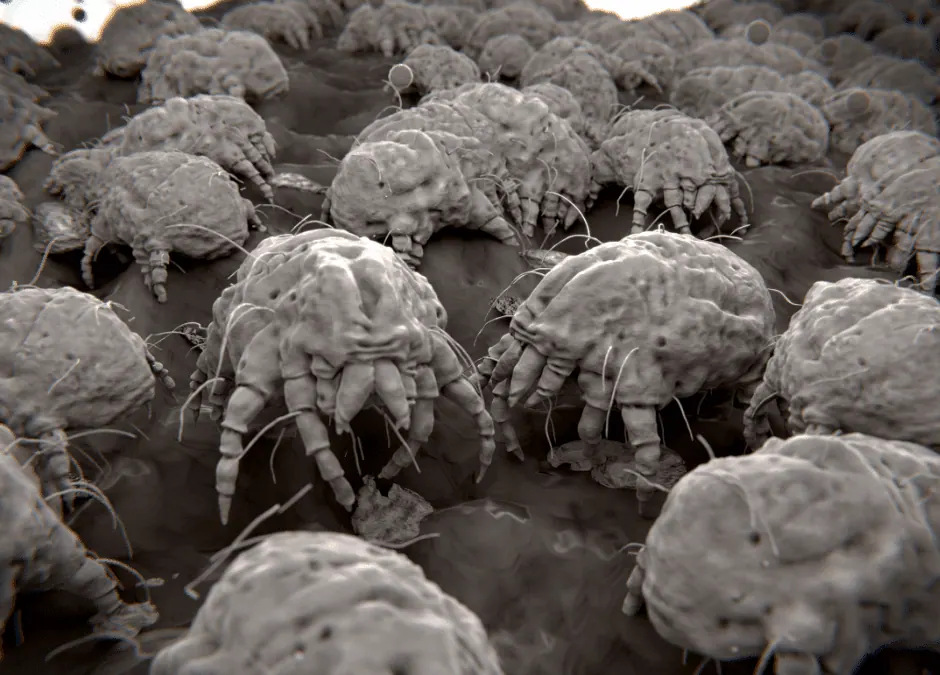 bed bugs